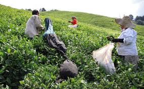 طرح پیشنهادی توسعه خوشه صنعتی چای در شرق استان گیلان
